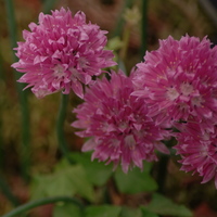 Allium schoenoprasm  Photo: J. Amand